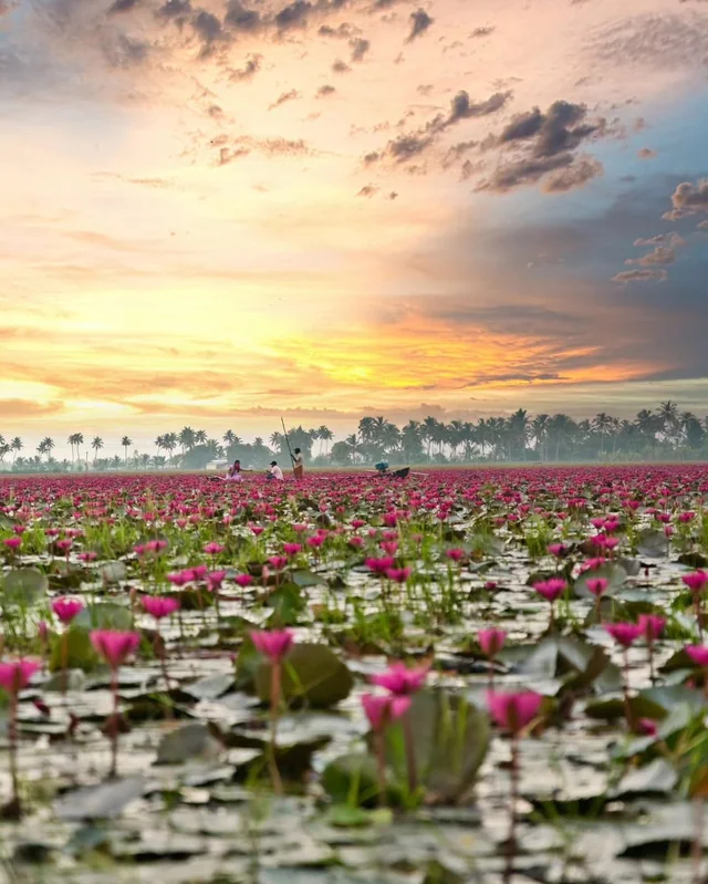 Water lilies at Malarikkal in Kottayam Kerala
